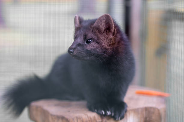 Small black animal European mink in a cage, behind bars. Small black animal European mink in a cage, behind bars. High quality photo animals in captivity stock pictures, royalty-free photos & images