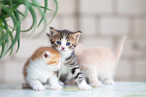 Small blue-eyed red, beige and striped gray kittens . Playful kittens scatter in different directions