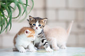 istock Small blue-eyed red, beige and striped gray kittens. Playful kittens scatter in different directions 1324863965