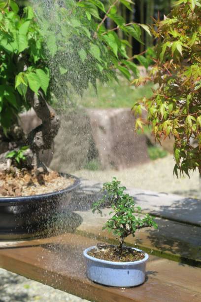 A small bonsai tree getting water stock photo