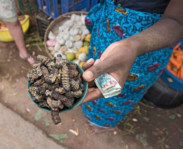 small bowl of roasted mopane caterpillar, Gonimbrasia belina at the market in livingstone, zambia stock photo