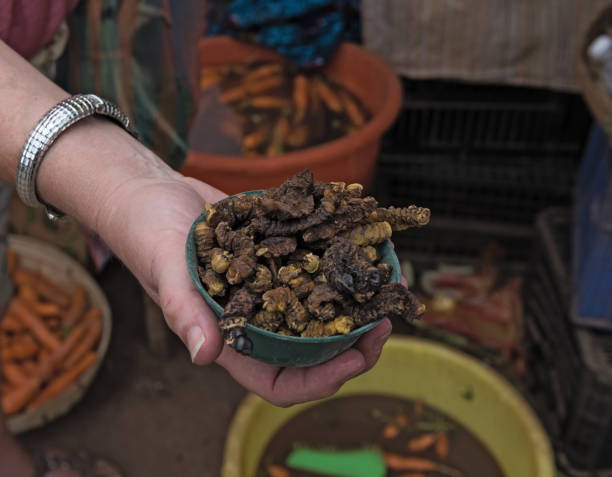 small bowl of roasted mopane caterpillar, Gonimbrasia belina at the market in livingstone, zambia stock photo