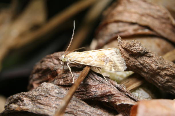 Small brown and white Moth stock photo