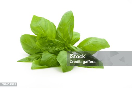 istock A small bunch of fresh basil against a white background 157639575