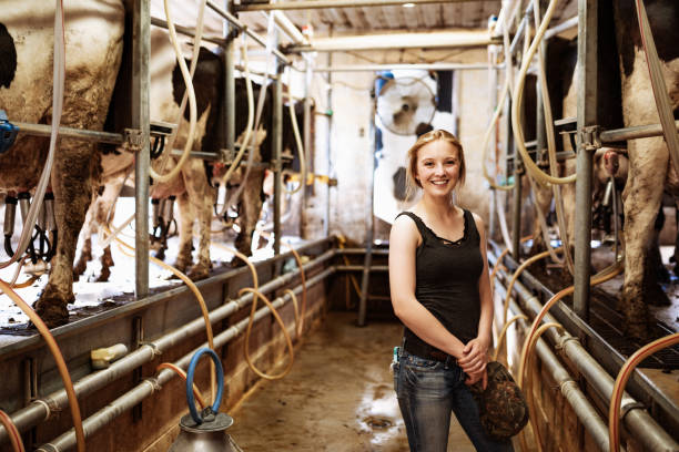 малый бизнес в производстве молока - women getting milked pictures стоковые...