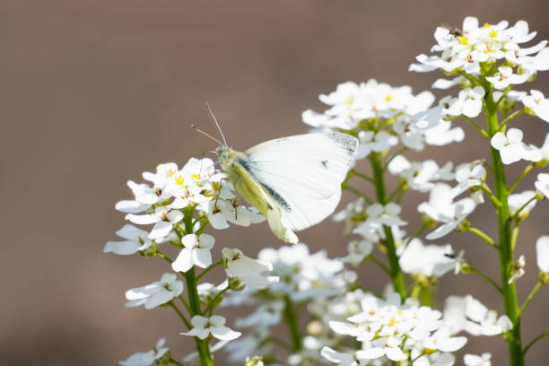 Small cabbage white butterfly sits on the flowers of the evergreen candytuft. Close up of insect in natural environment. Pieris rapae. stock photo