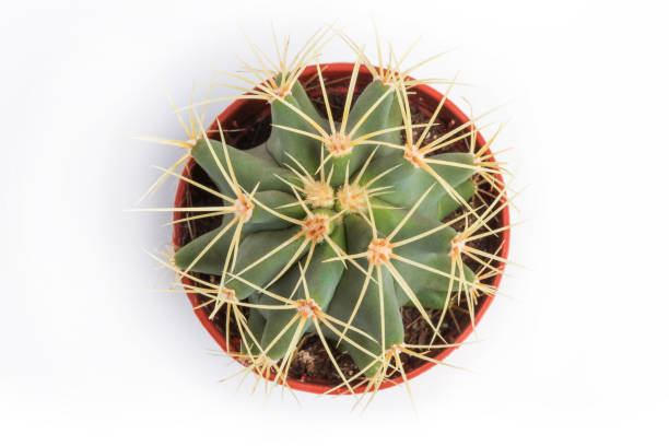 kleine cactus - needle spiking stockfoto's en -beelden