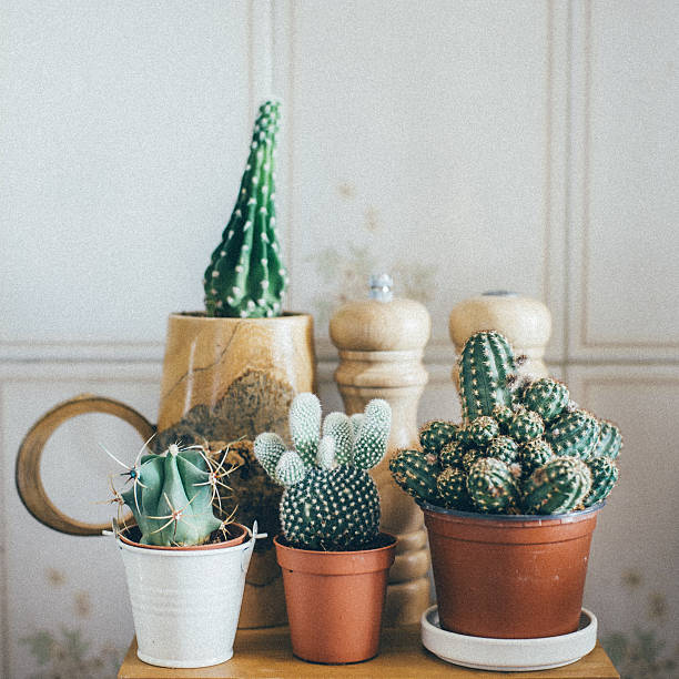 Small Cactus Plants in a Pot Small Cactus Plants in a Pot on wooden table potted plant photos stock pictures, royalty-free photos & images
