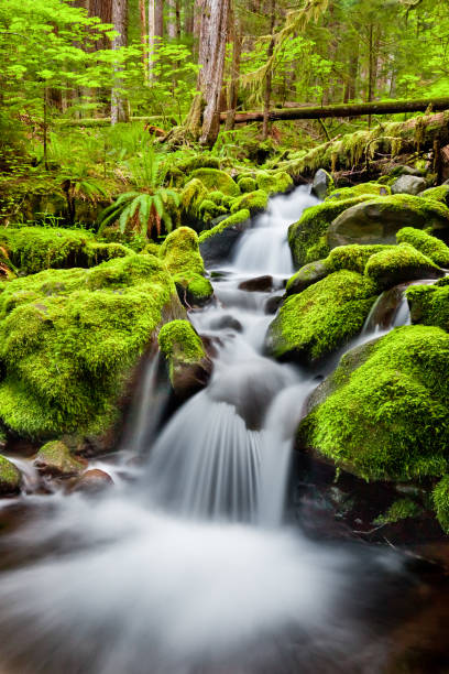 A small cascade flowing near Sol Duc Falls, Olympic National Forest, Washington state, USA A small cascade flowing near Sol Duc Falls, Olympic National Forest, Washington state, USA olympic national park stock pictures, royalty-free photos & images