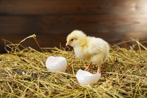 small chick on the hay with egg shells on a rustic wooden background.
