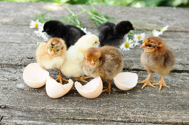 Small chicks and egg shells stock photo