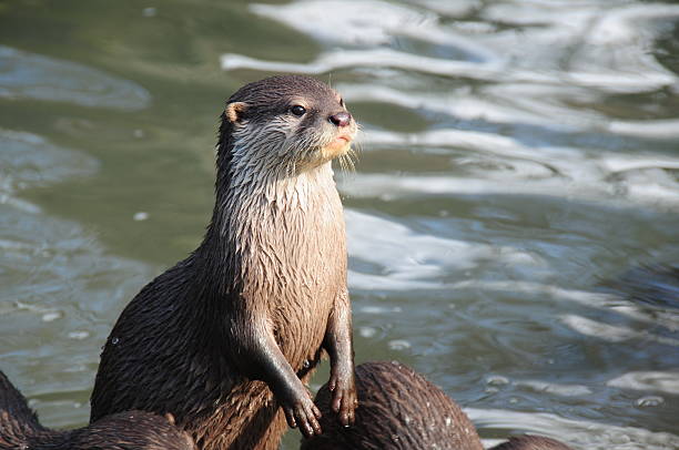 Small clawed Asian Otter. Aquatic mammal getting better view. otter photos stock pictures, royalty-free photos & images