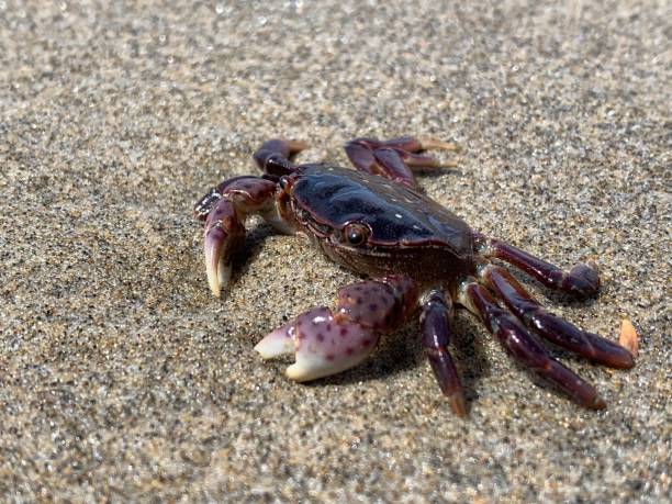 Medium Purple Crab 