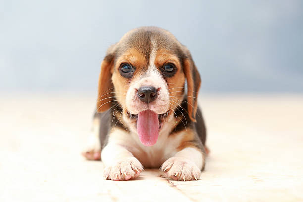 small cute beagle puppy dog looking up small cute beagle puppy dog looking up beagle puppies stock pictures, royalty-free photos & images