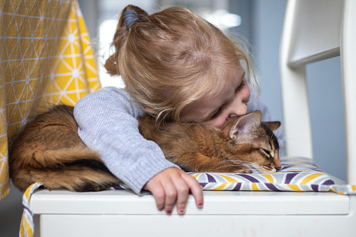 A small, cute, blonde-haired girl hugs a Somali kitten that is lying on a chair on a pillow