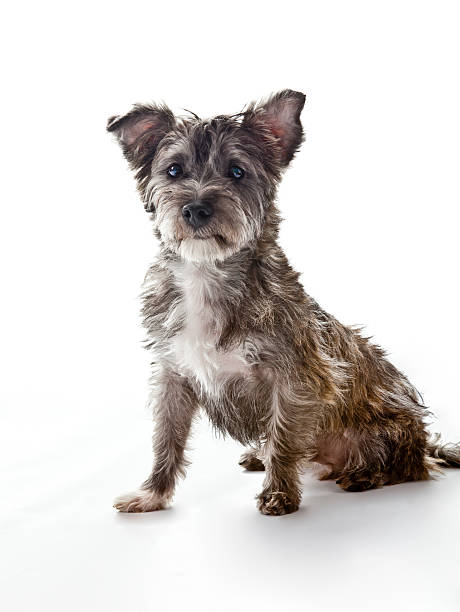 Small Cute Mixed Breed Dog Looks at Camera "A very cute, sweet little mixed breed dog sits on a set with a white background looking directly at the camera.  He is a perfect example of a shelter or rescue dog." mixed breed dog stock pictures, royalty-free photos & images