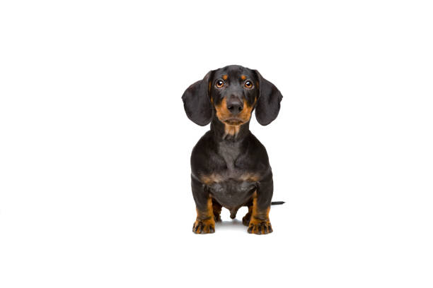 Best Small Short Haired Dogs Stock Photos Pictures Royalty Free