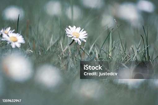 istock Small daisy closeup in a meadow 1359632947
