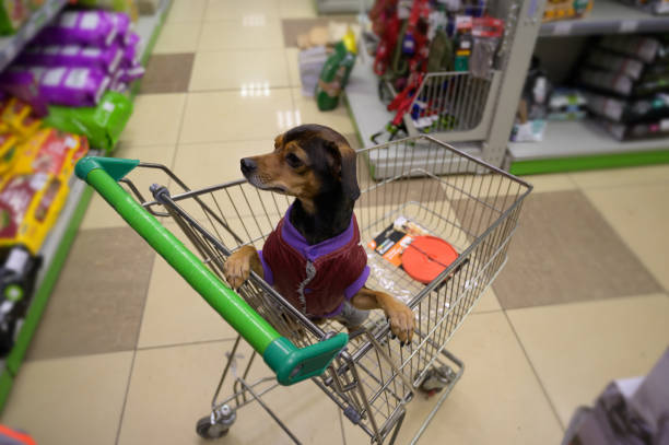 Small dog in shopping cart. stock photo