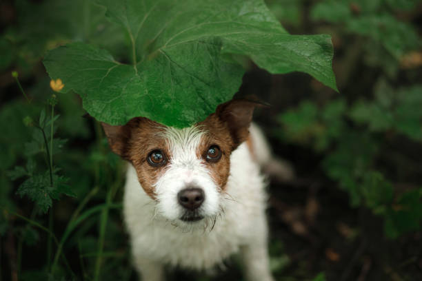 small dog in the rain hides under a leaf stock photo
