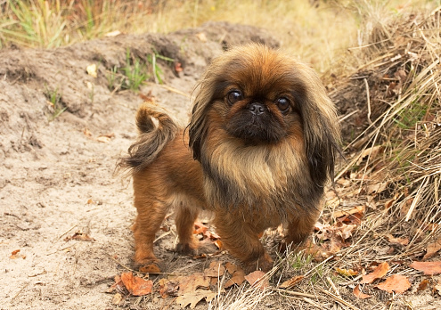 A Small Dog Of Pekingese Breed Beautiful And Cheerful ...