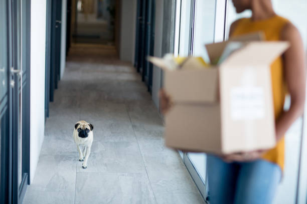 Small dog walking behind young woman in hallway A small dog walking behind a young woman who is carrying a box in the hallway at work. beautiful haitian women stock pictures, royalty-free photos & images