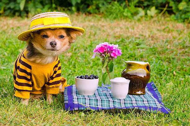 Small dog wearing yellow suit relaxing in meadow stock photo