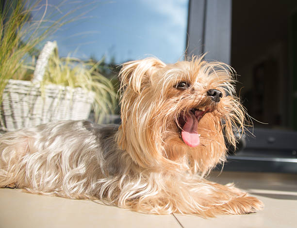 Small dog yawning stock photo