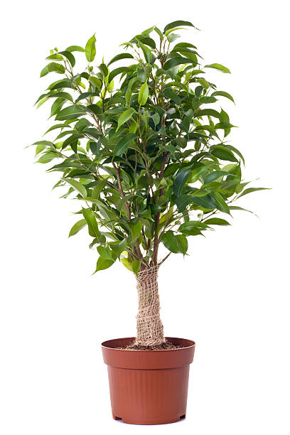 A small ficus tree planted in a brown clay pot ficus tree in flowerpot isolated on white potted plant stock pictures, royalty-free photos & images