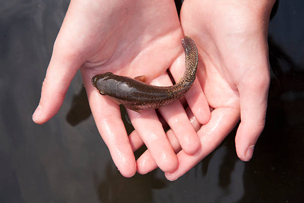 small fish in hands stock photo