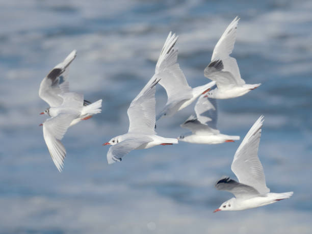 A small flock of winter-plumage Brown-hooded Gulls flies over the Pacific Ocean in the south of Chile stock photo