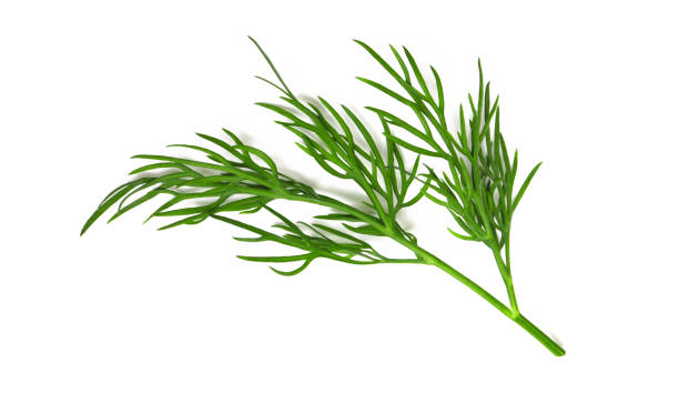 A small fragment of a dill branch A small fragment of a dill branch isolated on a white background a macro shot of a top view dill stock pictures, royalty-free photos & images