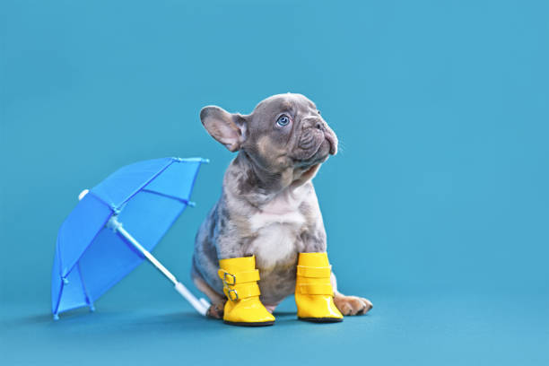 Small French Bulldog dog puppy with umbrella and rain boots stock photo
