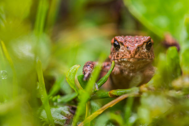 Small frog stock photo