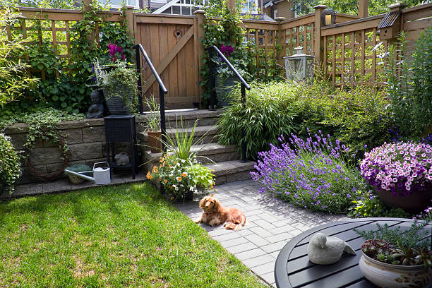 Small garden Small patio garden with a dachshund dog lying in the sun. perennial stock pictures, royalty-free photos & images