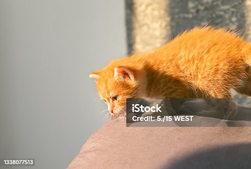 istock Small ginger kitten walks on the bed, in the rays of sunset. The kitten learns a new world and looks down in surprise 1338077513