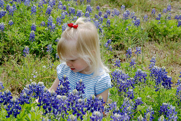 Small Girl in Bluebonnet Field stock photo