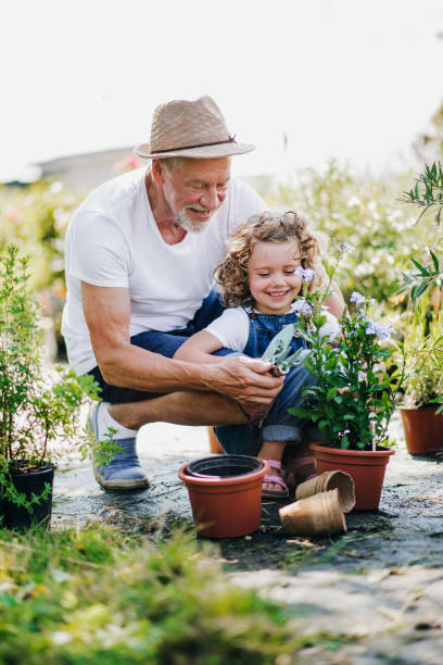 small girl with senior grandfather in the backyard garden, gardening. - grandparents vertical imagens e fotografias de stock