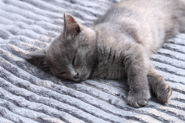 A small gray kitten falls asleep after active games. Sleeping cat. stock photo