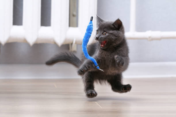A small gray kitten plays with toy on a fishing rod. Cat toys. stock photo