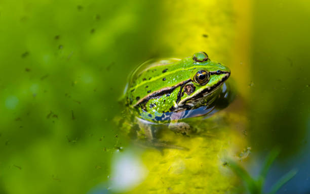 piccola rana verde appoggiata in uno stagno - ranocchia foto e immagini stock
