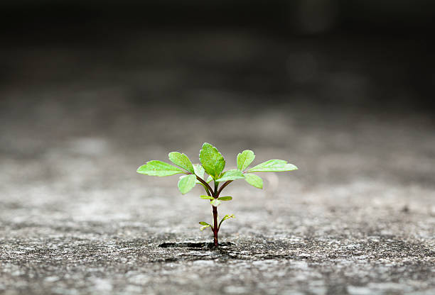 Small green plant growing from crack in concrete New plant germinate from the crack concrete of survival endurance stock pictures, royalty-free photos & images