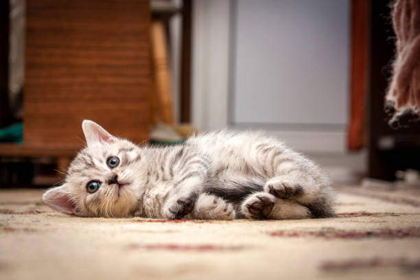 A small grey and white British kitten is lying on the floor stock photo