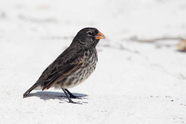 Small Ground Finch (Geospiza fuliginosa) female, Gardner Bay, Espanola, Galapagos Islands stock photo