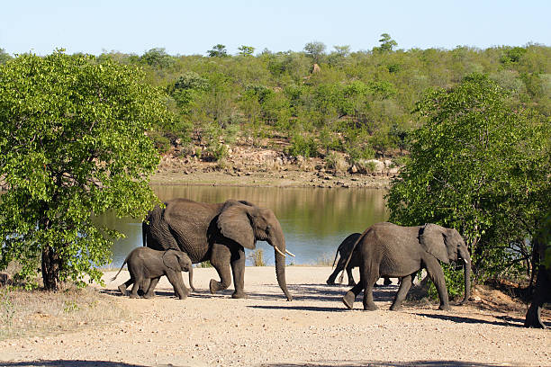 Small herd of Elephants passing close to a river stock photo