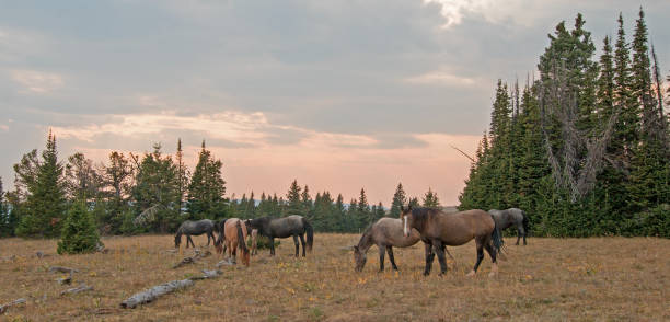 Small herd (band) of wild horses grazing on dry grass next to deadwood logs at sunset in the Pryor Mountains Wild Horse Range in Montana United States stock photo