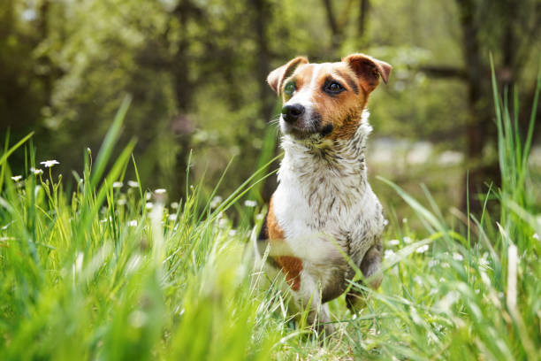 Small Jack Russell terrier sitting in grass, her fur very dirty from mud, looking attentively, blurred trees background stock photo