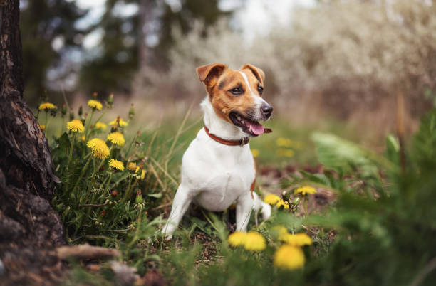 Small Jack Russell terrier sitting on meadow in spring, yellow dandelion flowers near stock photo
