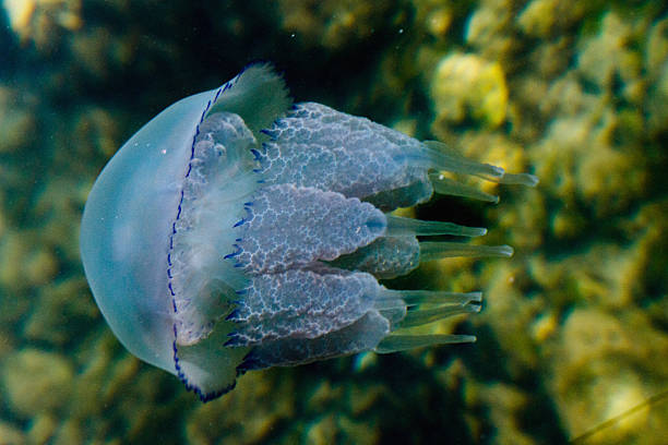 małe jellyfish - medusa zdjęcia i obrazy z banku zdjęć