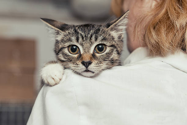 Small kitten into the hands of the physician Small, frightened kitten into the hands of the physician of the shelter for homeless animals tabby cat stock pictures, royalty-free photos & images